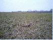 Waga:1.70                                             D�ugosc:75cm