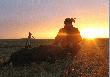 troch� wspomnie� ...50 dzik na niwie �owieckiej 4.X.09 �ow.Nakomiady
