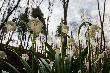 Szachownice z Posto�owa