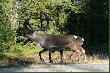 Lapo�skie klimaty. Ech, �eby nie ten scypu� ;-)