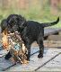 Norma (c�rka Naszy). Pierwszy aport.