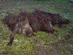 Dnia 15 kwietnia �w. Hubetr obdarowa� mnie tryplecikiem. Dziczki wa�y�y 29, 27 i 22 kilo. 