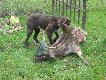 odnalezione w archiwach, byk ojca - pami�tka jeszcze z pocz�tku mojego sta�u