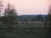 http://media.lowiecki.pl/zdjecia/wyswietl.php?nr=239037&dszer=787&dwys=590&nocount=