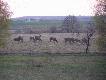  <a href="http://www.youtube.com/watch?v=hLYntLG6a6I" target=_blank>chmara jeleni -zobacz filmik</a>