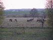 http://media.lowiecki.pl/zdjecia/wyswietl.php?nr=239037&dszer=787&dwys=590&nocount=