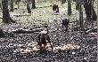 Kania zD�, Keja zeSD, Rezon �Z