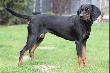 Kania zD�
