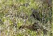 18.04.2010. 4 mamu�ki i ze 20 pasiaczk�w. 