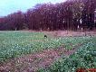 Chcia�a uciec z lasu :)))))
