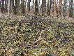 25.03.2010 
Zrzut znaleziony obok siatki ogrodzeniowej, w miejscu, gdzie jelenie mia�y przej�cie na pole (kto� im uchyli� ..... nie nieba, ale siatki)