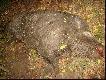 odyniec Wuja, r�wne 150 kg na skupie, jesie� 2008