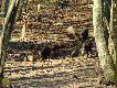 Spotkanie, na kt�re czeka si� d�ugo. Jako�� s�aba, nie mog�em podej�c bli�ej, poniewa� nie chcia�em p�oszy� ma�ych i tych du�ych ;-) nie by�o �adnego ga��zistego drzewa w pobli�u :-P  pozdr@wiam 