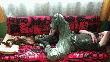No,co!!!Do p�na mieli�my dziczy dy�ur... ;)))