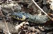 S�dz�c z gabaryt�w dziewczyna. 25.04.2010