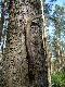 Szpic. D�ugo�� 35 cm. Przele�a� rok. Podarzy�o ;))