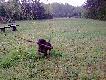 Cwaniak Only Boar 8 miesi�cy, APORT