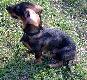 Cwaniak Only Boar 8 miesi�cy