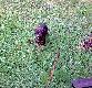 Cwaniak Only Boar 8 miesi�cy