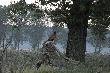 a wracaj�c rano z polowania lubi� tutaj zajrze� aby nacieszy� oko i uszy obecno�ci� tych ptak�w
