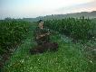 13.05.2010r 4.00. 2 w sezonie. Ca�e dzisiejsze polowanie trwa�o nie d�u�ej jak 5 minut ale czasem i tak bywa :)