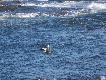 Edredony. 
Troch� wi�ksze od krzy��wek, chyba smaczniejsze. Maj� najcenniejszy, najlepszy puch nadal u�ywany do wyrobu �piwor�w i ubra� w warunki skrajnie zimne: Arktyka i G�ry Najwy�sze.