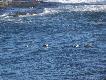 Edredony. 
Troch� wi�ksze od krzy��wek, chyba smaczniejsze. Maj� najcenniejszy, najlepszy puch nadal u�ywany do wyrobu �piwor�w i ubra� w warunki skrajnie zimne: Arktyka i G�ry Najwy�sze.