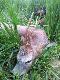 13.05.2010 Trop odpoczywa w pszenicy po odnalezieniu rogacza... obw�d 195 Szczecin