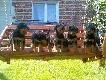Dwu miesi�czne malce Airedale Terrier od "ESTRY" i "IRYS DENSERA"