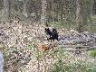 Dwu letni szwed " ZAKKO" w �owisku
