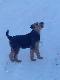M�oda AIREDALE Terier na �niegu.