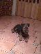 2,5 miesi�czna Airedale Terier od "ESTRY"