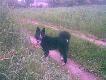 Spacer w deszczow� pogod� z 5-cio miesi�czn� "BER�"