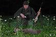 ja  rogacz i pachn�ce narcyzy 