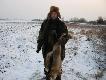 Polowanie zbiorowe. Lis b�dzie na now� czapke.
