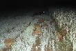....locha nieco zaniepokojona  b�yskiem lampy postanowi�a sie schowa� ........