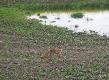 dzi�  rano zamiast dzik�w przyszed� lis