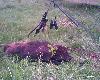A wybra�em si� na koz�a...Wybrany z watahy 14tu! sztuk.Strza� w ucho,odleg�o�� ok 70m.