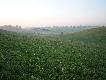 Oto moje uroczysko. 90 % moich wypad�w na polowanie to wypady w to �owisko. W tle wida� gospodarstwo. Od tego rolnika bior� "domieszk�" do kie�basy z dzika - �winki ma przednie.