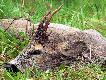 Profesor. Wod� z but�w gumowych wylewa�em przez 12 porank�w. Warto by�o.