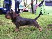 BOY z �ycza�skiego Brodu hod.gawronn,w�.vulpes