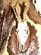 My�kus potr�cony przez samoch�d.By� jeszcze  w scypule wiec zosta� pomalowany:)