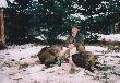 Kol. Mirek ze swoim ma�ym munsterlanderem.