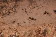 Tropy warchlak�w - odci�ni�te w b�ocie.