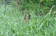 Na bagnach o poranku. 30.05.2010. Wygl�da jak znajomy z poprzedniego roku w tym samym miejscu.