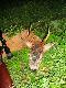 Pierwszy raz go widzia�em  jak by� jeszcze w scypule...