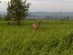Kole�anki i Koledzy, co wg Was ten rogacz ma pod lew� �wiec�? Podszed�em go ( a raczej podczo�ga�em si�) na 10m i zrobi�em fotk� kom�rk�...Jest to zgrubienie wielko�ci pi�ci oblane sk�r�.  Rogacz nieustannie si� po tej naro�li pr�bowa� drapa� cewk�...  
