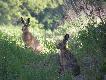 Co cztery s�uchy to nie dwa ;) 