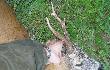 Szydlarz strzelony rano na ��ce... Wiek - 7 lat. Darz b�r! 04.06.10