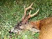 06.06.2010 - rogacz taty.